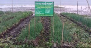 গোপালগঞ্জে ভাসমান বেডের নিরাপদ পেঁয়াজ কালিতে মিলছে অর্থ