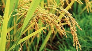 গোপালগঞ্জে নতুন জাতের ব্রি হাইব্রিড ৮ ধান চাষাবাদে বাজিমাত