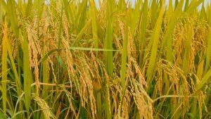 গোপালগঞ্জে নতুন জাতের ব্রি হাইব্রিড ৮ ধান চাষাবাদে বাজিমাত